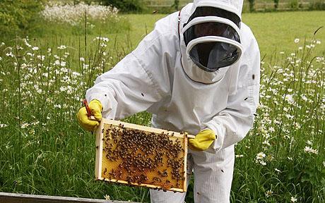 Person in bee keeper suit, holding a panel of bees making honey.