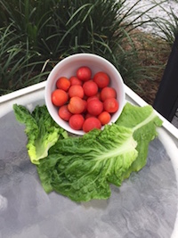 Tomatos in a white bowl, along with lettuce, all grown by the inmates working with the Saint Dismas Prison Ministry.