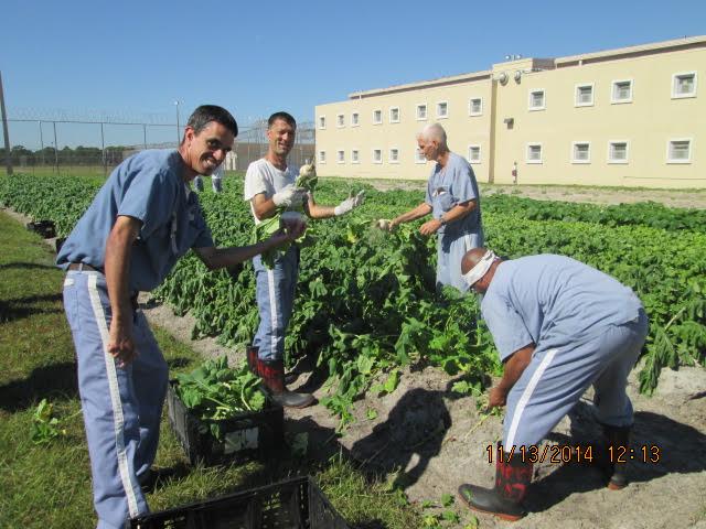 Group picture of inmates working in the farm field and displaying the produce they have harvested.