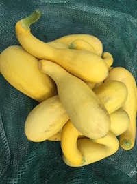 Bunch of bright yellow squash arranged on a green cloth.
